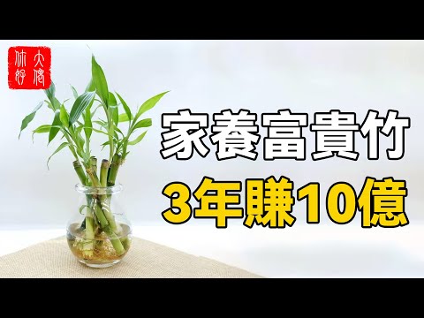 富貴竹擺在這5處，3年賺10億，想不發財都難！#大佬你好啊